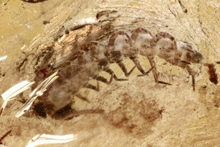 Fossil Stone Centipede (Lithobiidae) In Baltic Amber #307801